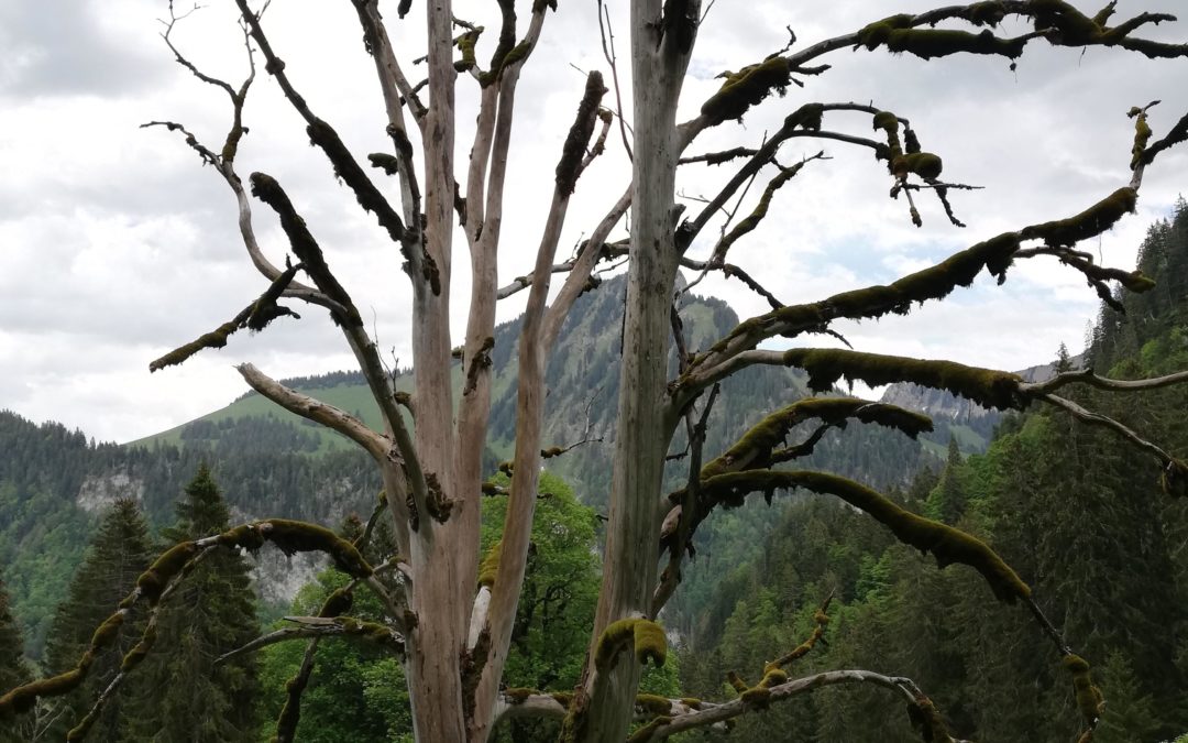 Magnifique arbre mort en descendant vers L’hongrin