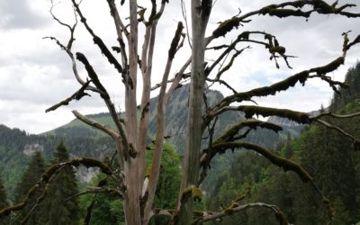 Magnifique arbre mort en descendant vers L’hongrin