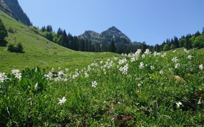 Jonquilles et Rochers de Naye… ?
