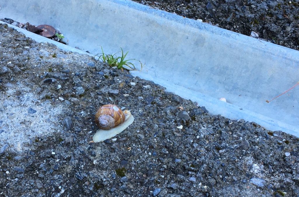 Mobilité très douce (Stockhorn)