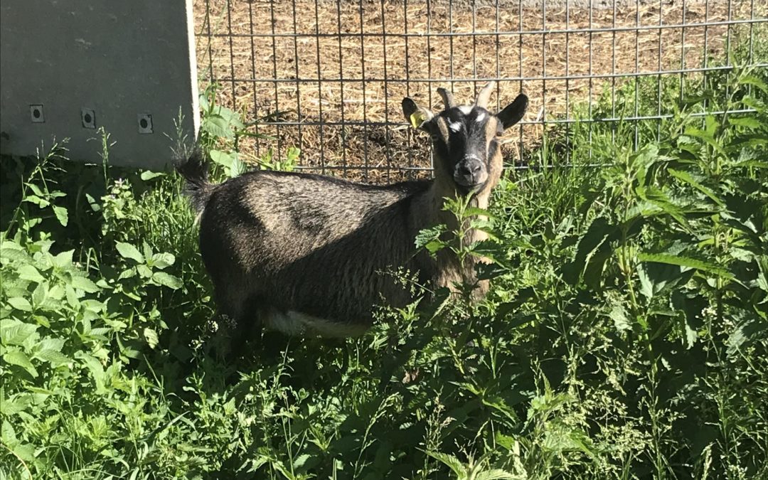 Publication de  Lucien Périsset | 08.06.2019 09:35:09