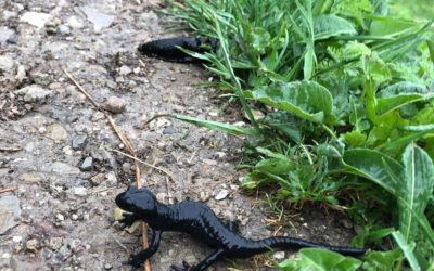 Weeeeh ??, ça faisait trop longtemps