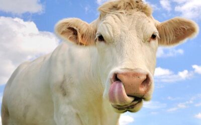 Je m’inscrit à la GruyereFly pour essayer de faire mieux que l’année passée…