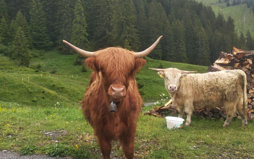 J3 – Option marche à pied !